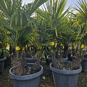 Trachycarpus Fortunei - trojkmen - mrazuvzdorná palma (-17C)