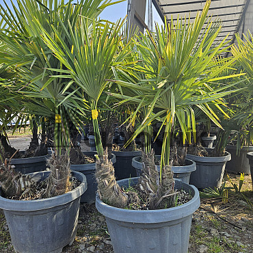 Trachycarpus Fortunei - trojkmen - mrazuvzdorná palma (-17C)