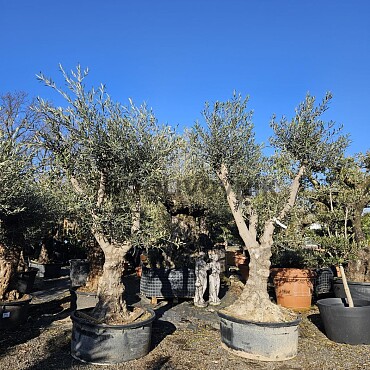 2026 Rezervace / Olivovník Evropský - Hojiblanca Low Pot / 200cm+