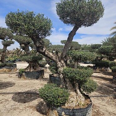 Olivovník Evropský - Bonsai Pon Pon Grande