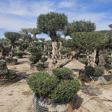 Olivovník Evropský - Bonsai Pon Pon Grande