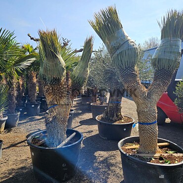 Yucca Rostrata multi - extra