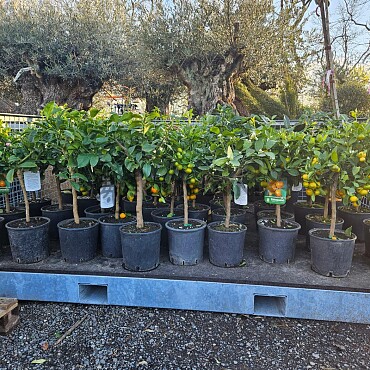 2026 Rezervace / Citrusy mix / výška 60/80cm