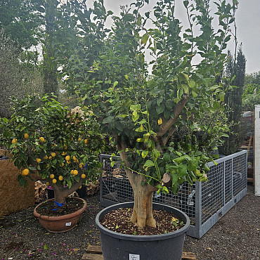 CITRUS LIMON - velký strom cca 260cm