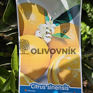 CITRUS SINENSIS / NARJANJO - POMERANČ