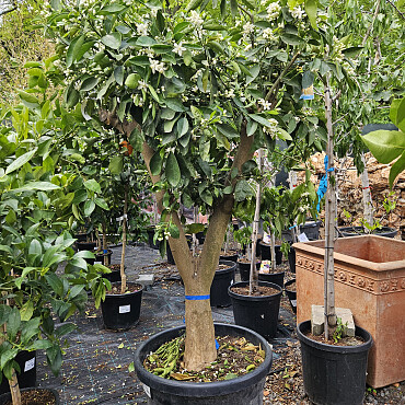 CITRUS SINENSIS / NARJANJO - POMERANČ