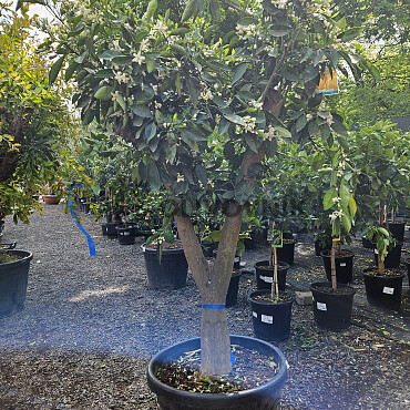 CITRUS SINENSIS / NARJANJO - POMERANČ