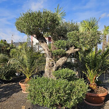 Olivovník Evropský - Bonsai Pon Pon Grande