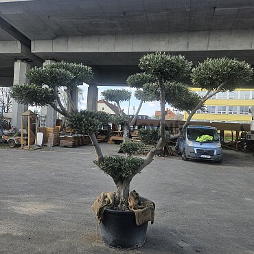 Olea Europaea PON PON EXTRA