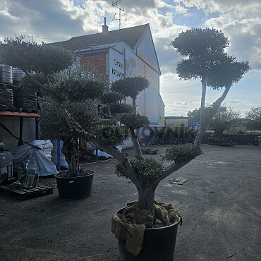 Olea Europaea PON PON EXTRA