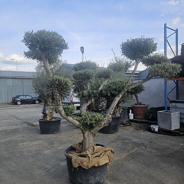 Olea Europaea PON PON EXTRA