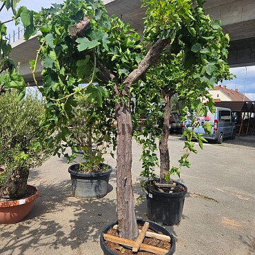 Réva - Vitis vinifera - alta 90 / výška 240cm