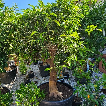 Mandarinka - Citrus Reticulata 130LT / obvod kmene 40/45CM