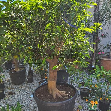 Mandarinka - Citrus Reticulata 130LT / obvod kmene 40/45CM