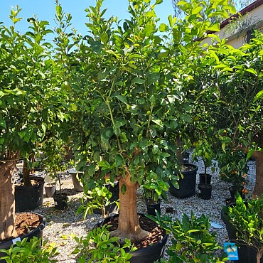 Citrus Limon 70/110LT, obvod kmene 30/40cm