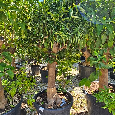 Mandarinka - Citrus Reticulata 70LT, obvod kmene 25/30 cm