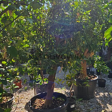 Citrus LIMEGUAT 70LT, obvod kmene 26/28 cm