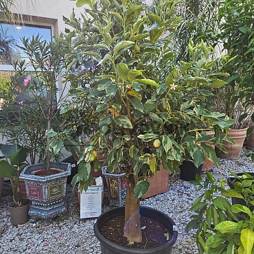 Citrus Limon Tigre 70LT, obvod kmene 30/35 cm
