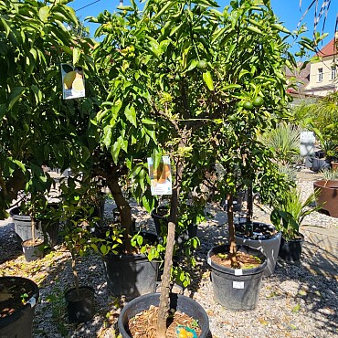 Mandarinka - citrus RETICULATA 45/70LT, obvod kmene 8/12 cm