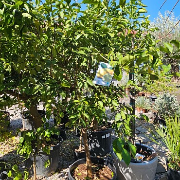 Citrus LIMON - 55/70LT, obvod kmene 14/16 cm