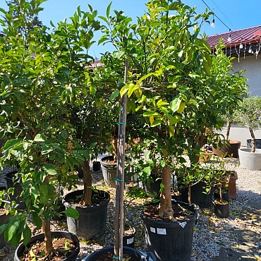 Pomeranč - SINENSIS 50/55LT, obvod kmene 8/10 cm