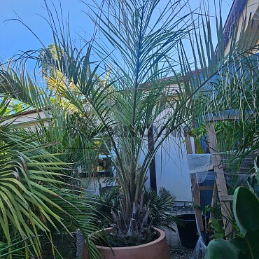 Butia capitata 40/60 100L