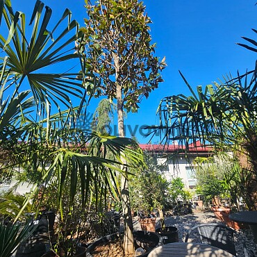 Magnolia grandiflora Extra / Galissonneiere