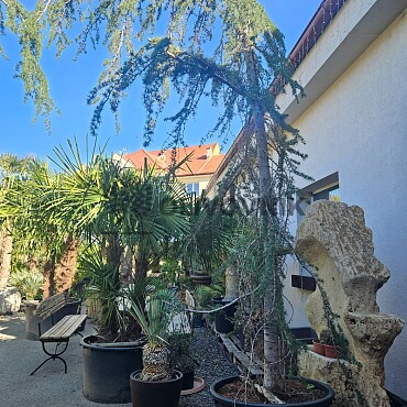 Cedr - CEDRUS ATLANTICA "Glauca Pendula"