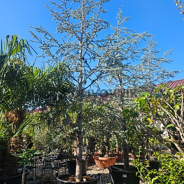Cedrus LIBANI - altlantica Glauca 400/425 130L