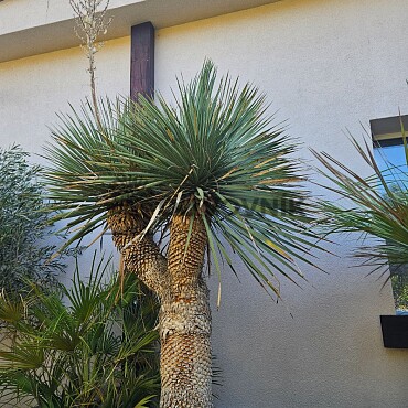 Yucca Rostrata multi - extra