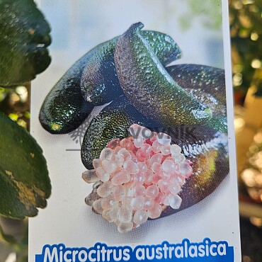 Microcitrus australasica - kaviárová limetka 30/35lt