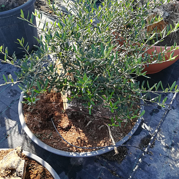 Olivovník - Olea Europaea Bonsai S