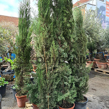 Cypřiš stálezelený - Cupressus Sempervirens Stricta - Totem