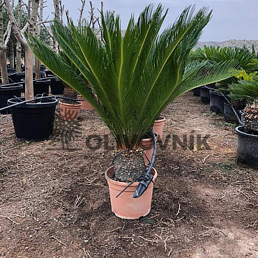 AKCE Cykas Revoluta - Cycas Revoluta