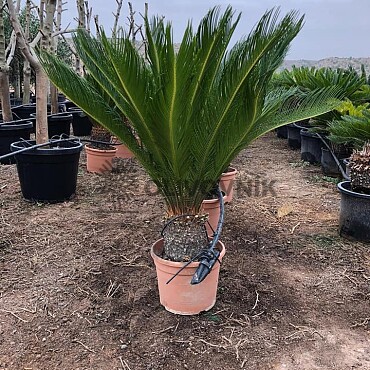 2026 Rezervace / Cykas revoluta 10lt / Cycas Revoluta