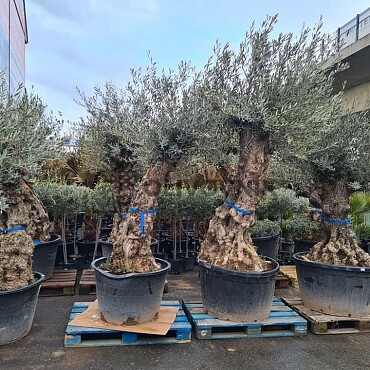 2026 Rezervace / Olivovník Evropský - BONSAI - TOP CENA