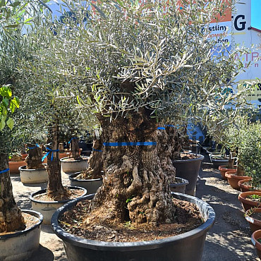 Olivovník Evropský - BONSAI - TOP CENA