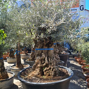 2026 Rezervace / Olivovník Evropský - BONSAI - TOP CENA