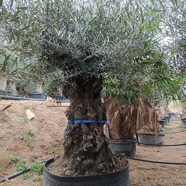 2026 Rezervace / Olivovník Evropský - BONSAI - TOP CENA