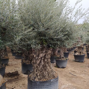 2026 Rezervace / Olivovník Evropský - BONSAI - TOP CENA