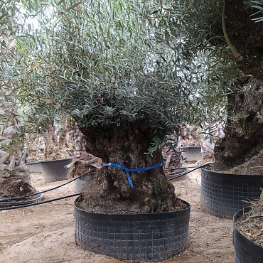 Olivovník Evropský - Bonsai 160/180cm