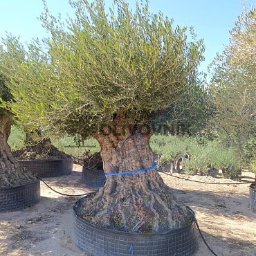 Olivovník Evropský - Bonsai Lechin Extra