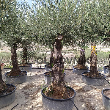 Olea Europaea Bonsai 70/90 old skin flat pot