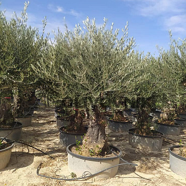 Olivovník Evropský - Bonsai 70/90 old skin flat pot