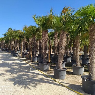 Trachycarpus Fortunei - výška kmene 450cm + koruna, mrazuodolná do -17C