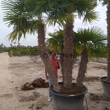 Trachycarpus Fortunei XXL Grupo 4k mrazuvzdorný-17C