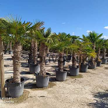 AKCE Trachycarpus Fortunei - mrazuvzdorná palma (-17C)