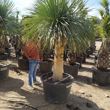 Yucca Rostrata EXTRA DOUBLE - 130cm kmen Y