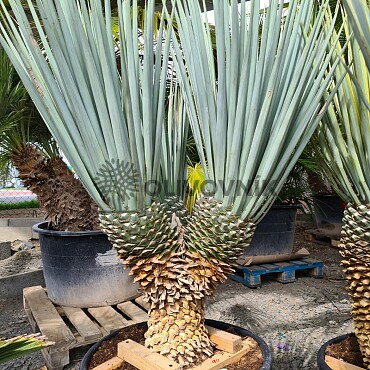 Yucca Rigida 30cm kmen, mrazuvzodrná do -15C