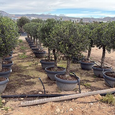2026 REZERVACE - Olivovník Evropský - Bonsai Deco pot